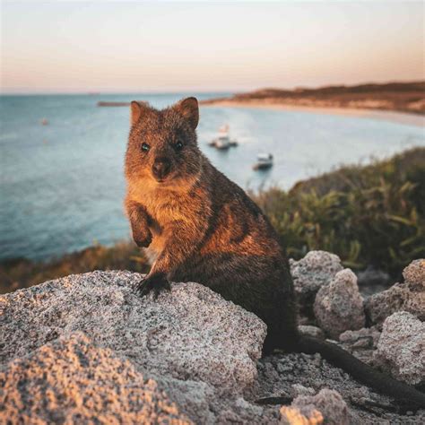 Rottnest Island Tours .